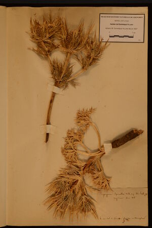 Herbier de Dominique Villars